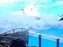 Sea World-133